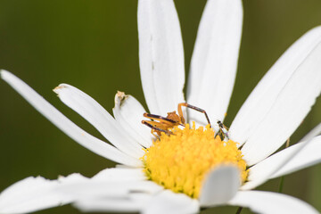 Obraz premium Close-up of a yellow daisy with spider on a petal