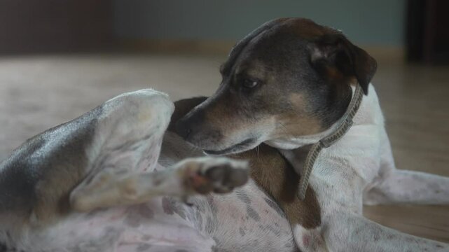 A dog wearing a collar scratches itself while lying on the floor indoors, showing a relaxed and natural behavior
