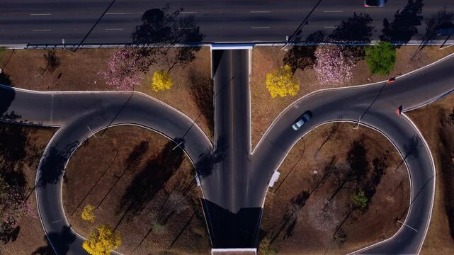 detail of yellow ipe trees in Brasilia earwigs - brazil