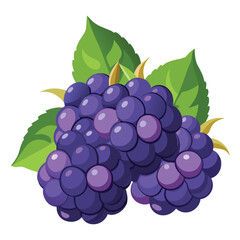 Blackberries Vector Illustration