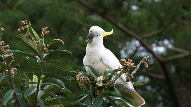 A Sulphur-crested Cockatoo (Cacatua galerita) perched on a Loquat (Eriobotrya japonica) tree, feeding on clusters of developing fruits in its natural habitat, close up shot.