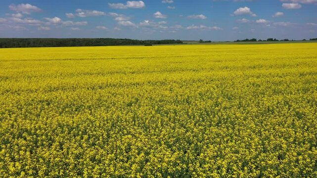 Drone flies slowly over blooming rapeseed field with yellow flowers on sunny day