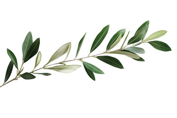 Olive tree branch on transparent background