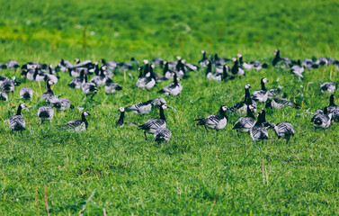 Barnacle Goose. A group of barnacle geese flock of migrating birds resting in green field in Finland.