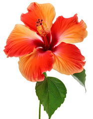 Hibiscus flower. Hibiscus against on isolate white background
