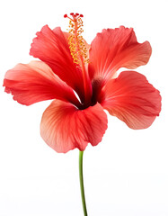 Hibiscus flower. Hibiscus against on isolate white background