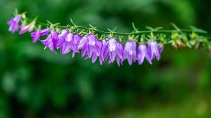 Purple bells flowers on greenery background, natural flower background