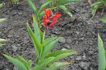 Bloom of scarlet red Canna indica in mid September