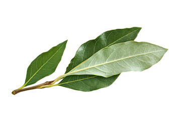Obraz premium Bay leaf spice on transparent background
