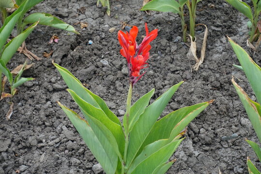Vibrant red flowers of Canna indica in mid September