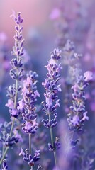 Naklejka premium Soft Lavender Gradient Background for Wellness and Relaxation Products