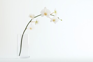 Minimalist floral arrangement featuring elegant white orchids in a clear glass vase.