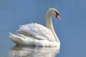 closeup swan detailed in a lake during summer