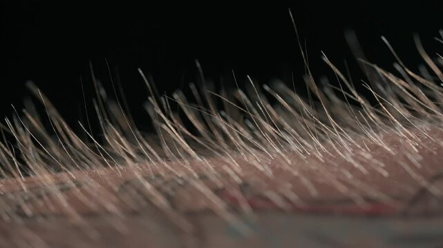 Macro shot of Hair Standing on End Against a Dark Background