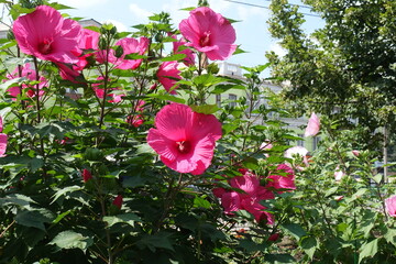 Branches of Hibiscus moscheutos with showy pink flowers in July