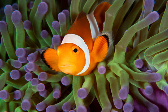 View of clown fish in vibrant anemone, Tulamben, Bali, Indonesia.