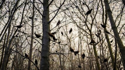 Tree branch with starling birds in the forest 