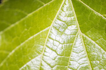 Close-up of vibrant green leaf texture backlight by sun