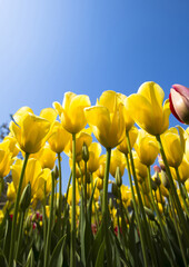 Low angle view of yellow tulips with the background of blue sky near Taean-gun, South Korea 