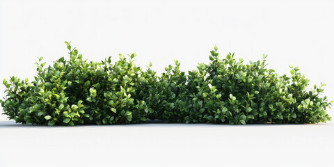 Obraz premium bunch of bushes that are next to each other isolated on white background