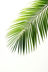 close up of a palm leaf on an white background