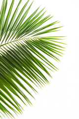 Obraz premium close up of a palm leaf on an white background