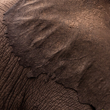 View of close-up of elephant ear with detailed texture and natural patterns, Tembe Elephant Park, South Africa.