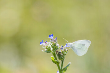 white butterfly and a fly on a flower in the garden