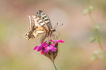 Macaone butterfly detailed on a purple flower during summer