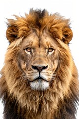 Fototapeta premium Majestic African Lion: King Savanna