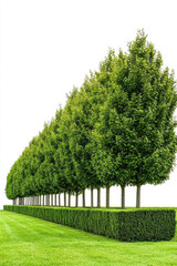 A lone tree and a park scene with trees on white background