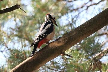 woodpecker on tree