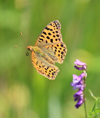 butterfly on flower