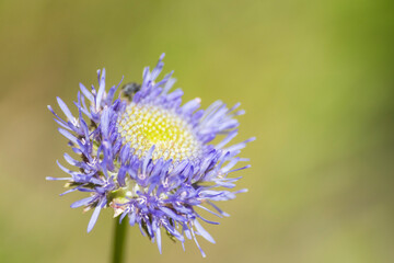 detailed purple flower blooming in spring
