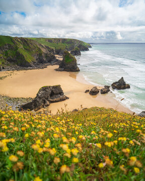 View of Bedruthan Steps with wild flowers and rugged cliffs at sunset, Mawgan Porth, United Kingdom.