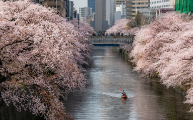 View of beautiful meguro river with blooming sakura flowers in pink and white, tranquil city scape, tokyo, japan.