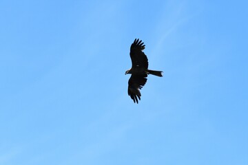 eagle in flight