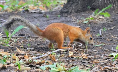 squirrel in the forest