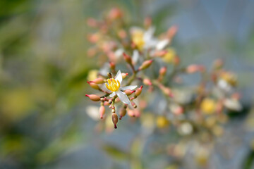 Heavenly bamboo flowers