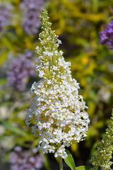 Summer lilac White Profusion flowers