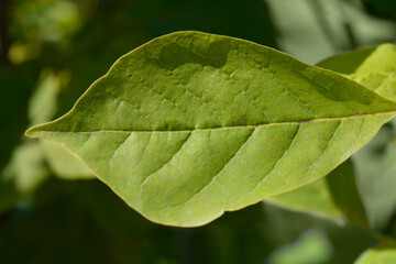 Magnolia Yellow Lantern leaves