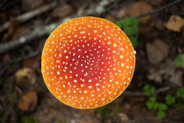 Red fly in the forest. Mushroom in the forest. A fly agaric mushroom.
