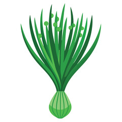 Chive vector illustration isolated in white background