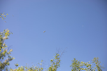Seagulls flying over the lake. Birds in the sky. Seagulls in the wild.