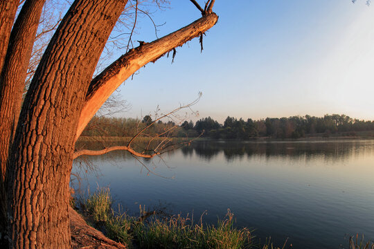 View of tranquil lake reflecting the sunset with serene forest and riverbank, Pretoria, South Africa.
