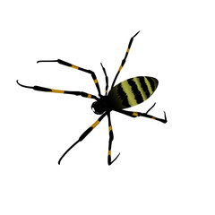 yellow black striped spider on white background
