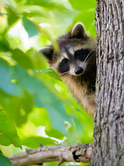 Fototapeta premium Adorable young raccoon in a tree taking a look