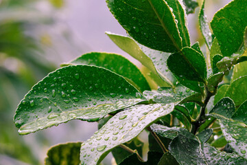 Small dew drops on fresh green leaves, raindrops on leaves, creating beautiful patterns, nature is peaceful and full of beauty, relaxing and soft colors.