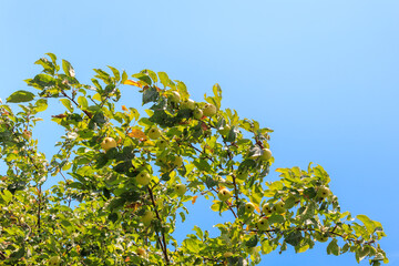 A branch with a lot of green apples against a blue sky, healthy, fresh apples on a branch