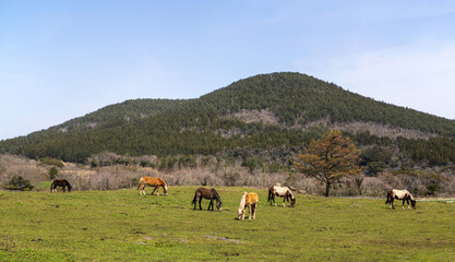 A group of pony horses are grazing on pasture against a mountain in spring near Jeju-si, Jeju-do, South Korea 